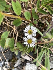 Erigeron purpuratus