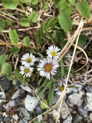 Erigeron purpuratus
