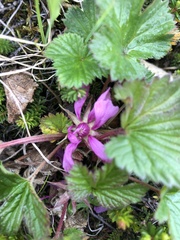 Rubus arcticus arcticus