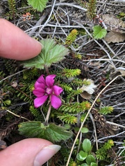 Rubus arcticus arcticus