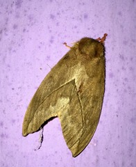 Automeris belti
