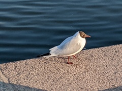 Chroicocephalus ridibundus
