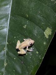 Diasporus