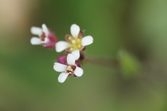 Draba muralis