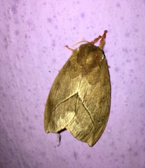 Automeris belti