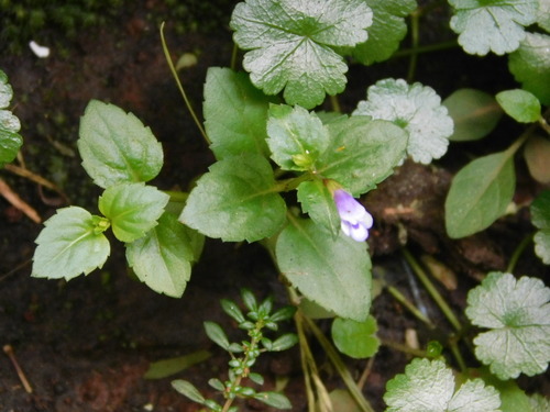 Torenia crustacea