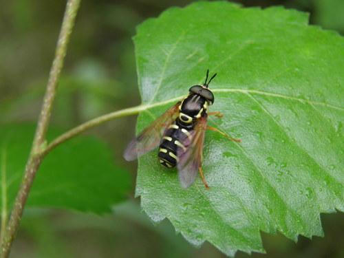 Chrysotoxum festivum