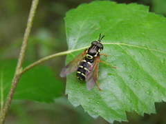 Chrysotoxum festivum