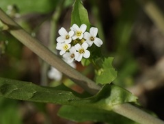 Calepina irregularis