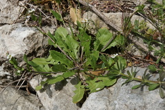 Calepina irregularis