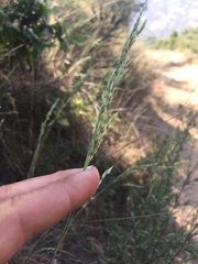 Poa secunda
