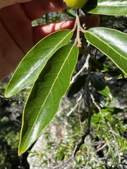 Petalostigma
