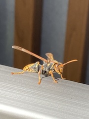 Polistes jokahamae