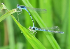 Coenagrion scitulum