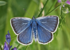 Polyommatus amandus