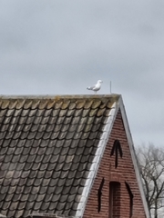 Larus argentatus