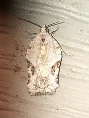 Acleris subnivana