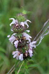 Monarda clinopodioides