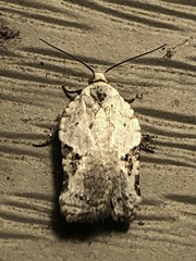 Acleris subnivana