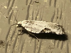 Acleris subnivana