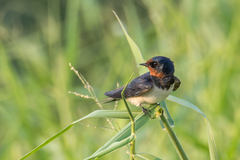 Hirundo rustica gutturalis