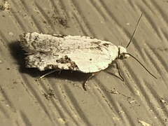 Acleris subnivana