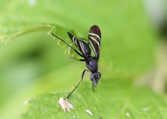 Tritoxa flexa