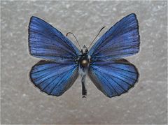 Polyommatus damocles