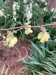 Corylopsis spicata