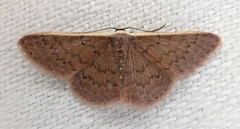 Idaea inversata