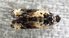 Asthenoptycha
