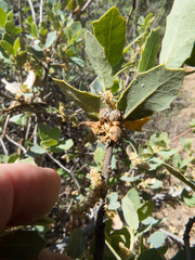 Disholcaspis pedunculoides