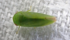 Hyalojassini