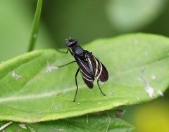 Tritoxa flexa