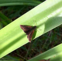 Piruna brunnea