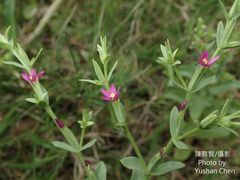 Centaurium japonicum