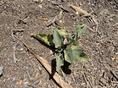 Asclepias nyctaginifolia