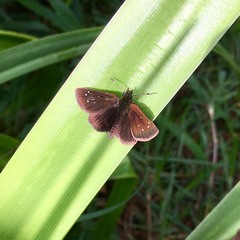 Piruna brunnea