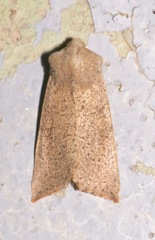 Perigonica
