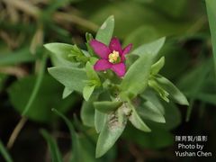 Centaurium japonicum