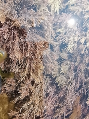 Corallina officinalis