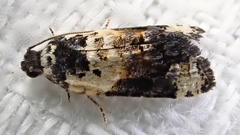 Asthenoptycha