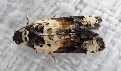 Asthenoptycha