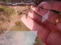 Corallina officinalis