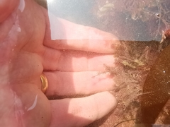 Corallina officinalis