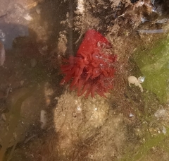 Actinia equina