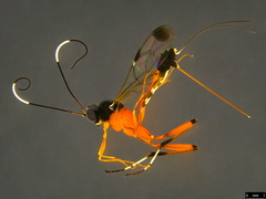 Leptobatopsis mesominiata