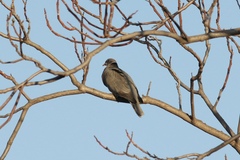 Patagioenas fasciata