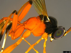 Leptobatopsis mesominiata