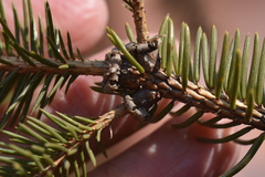 Picea koraiensis